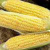 Sweet Corn breakthrough F1